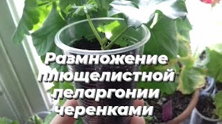 Размножение плющелистной пеларгонии черенками