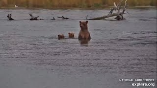 273s Return to the Lower River (explore.org RW cam) 9.8.24