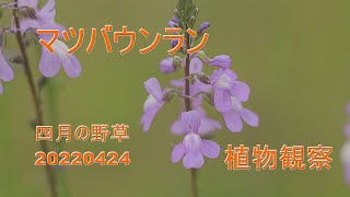 マツバウンラン,四月の野草,　矢田川,　植物観察 , 20210424