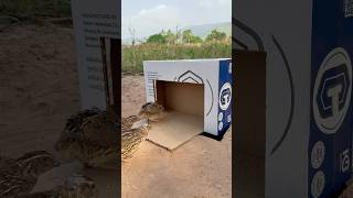 Underground Quail Trap - Good Underground Quail Trap Using Cardboard Box #shorts