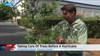 Taking care of your trees before a hurricane