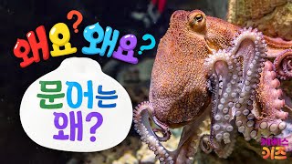 문어가 먹물을 쏘는 이유는? 문어는 왜?ㅣ왜요? 왜요? 궁금할 만두ㅣKBS 231214 방송