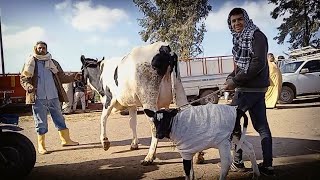 فيديو منوعات مع اللي خارج من سوق دمنهور العمومي للمواشي اليوم