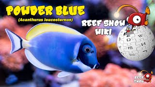 Reef Show Wiki: Powder Blue