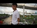 复合肥养花怎么正确使用 how to use compound fertilizer to cultivate flowers correctly