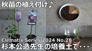 【クレマチスシリーズ 2024 No.28】秋苗の植え付け♪