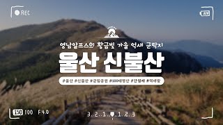 울산 신불산, 영남알프스의 황금빛 가을 억새 군락지 (with CLOVA Dubbing)