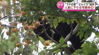 【相次ぐ被害】今秋はブナの実・どんぐりが“凶作”　エサを求めてクマが人里に下りる可能性 《新潟》