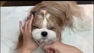 【西施犬】公主頭小臉造型修剪shihtzu grooming