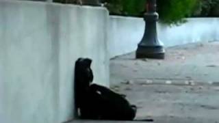 People help baby squirrel climb a wall Video