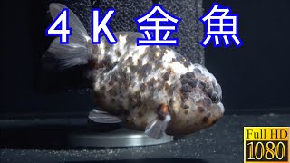 4K金魚