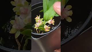 Gastrochilus japonicus