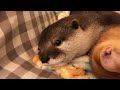 カワウソさくら 子猫を抱かないと寝られない系女子 otter who can not sleep without holding a kitten