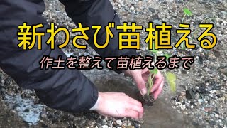 作土洗いして、わさびを植えた