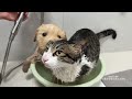 so funny🤣 abandoned golden retriever puppy invites tabby cat to take a bath together cute animal