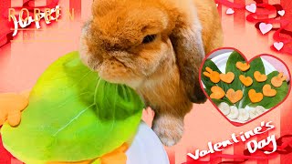 I conveyed my love to a rabbit on Valentine's Day