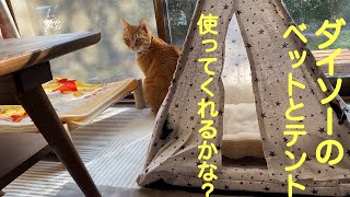 [猫動画]ダイソーにペットのベットとテントがあったので買ってきました