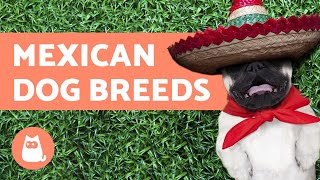 Mexican Dog Breeds - Existing and Extinct