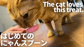 初めてのおやつに大喜びな猫The cat tastes treat deliciously. #保護猫 #茶トラ