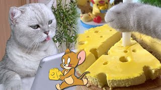 Chef Cat ChangAn || Tom\u0026Jerry Cheese Cake || Dessert Collection || Cat Cooking Food ASMR