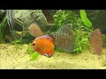 aquarium 600 litres discus et scalaire my 600 litres 158 gallons discus tank