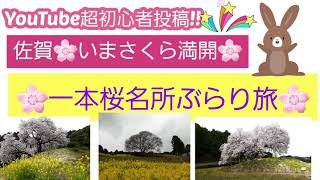 佐賀県🌸桜🌸いまが満開!!一本桜名所ぶらり旅!!