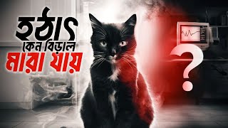 কেন বিড়াল হঠাৎ মারা যায়? | Why do cats die suddenly?