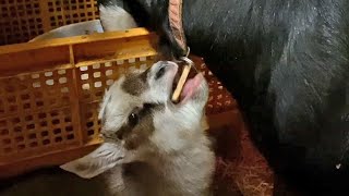 A baby goat holding a mother's stuff.