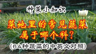 菜地里的蔬菜，属于哪个科？