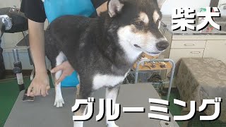 【トリミング】５倍速でわかる！柴犬のグルーミング（換毛期）【２１０時間目】　|　(5Xspeed)Grooming for Shiba Inu