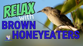 Relax With Brown Honeyeater Birds As They Feed In The Australian Bush