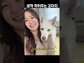 셀카 찍어주는 강아지 진돗개가 친구같은 이유