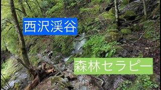 【日本100名滝】6分で観る西沢渓谷【森林浴100選】