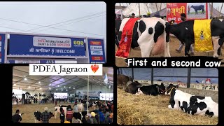 PDFA Jagraon ⛳️/ winner cows 🐄/ top 10 heifers ❤️