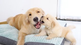 Golden Retriever is Driven Crazy by Naughty Puppy