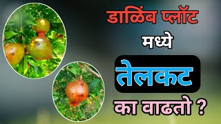 डाळिंब बागेमध्ये तेलकट का वाढतो | dalimb baget telkat ka vadhto | pomogranate bacterial blight |