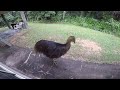 dangerous cassowary attack