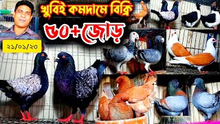 কমদামে কবুতর কিনুন | বিক্রি হবে একদম কমদামে হাফিজ ভায়ের কবুতর | ৫০+ জোড়া কবুতর কিনুন কমদামে |