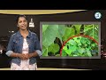 do you know peepal leaf benifits రావి ఆకుల పవరేంటో తెలుసా peepal tree ravi chettu