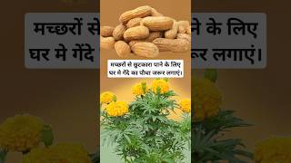 मच्छरों से छुटकारा पाने के लिए घर मे गेंदे का पौधा जरूर लगाएं। #shorts #viral #trendingvideo #facts