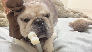 ガジガジ持ったまま寝落ち寸前w【フレンチブルドッグ frenchbulldog】