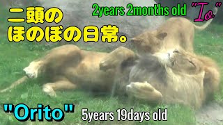 【daysold】ライオンのオリトくん 5年19日齢、イオくん♀ 2年2月齢★百獣の王様＆お姫様★Orito Lion 5years 19days old,Io 2years 2month old-a