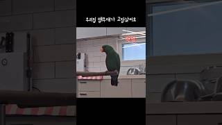 [지구] 우리집 앵무새가 고장났어요 / 앵무새가 왜이럴까 / strange parrot