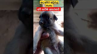 අද අපිට අවුරුදු නැහැ අපි හරිම අසරනයි මාමා 🙏🙏🙏🙏🐕🐕🐕🐕🌜️🌝