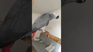 papuga żako.African gray parrot