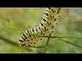 जिम कॉर्बेट का चमत्कार मृत कुंवर सिंह को जीवित कर डाला कॉर्बेट साहब ने corbettlore jimcorbett