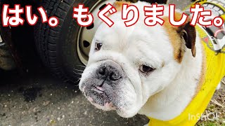 【English bulldog】汚れたBull dogを叱ったらまるで子供の様だった…