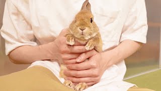 抱っこ好きなうさぎが可愛すぎました~The rabbit which likes being held in the arm~