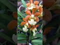 Beautiful orchid flowers | Orchid garden | orchid nursery | orchid view | #shorts