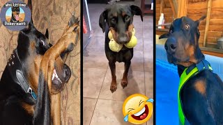 Funny Doberman Compilation, WHOLESOME and Cute Dobermans